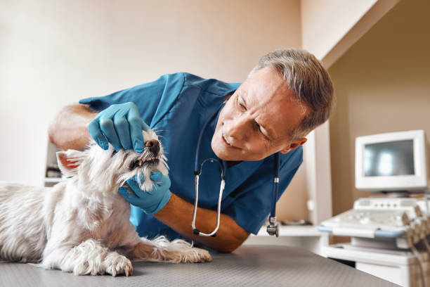 Best Emergency Root Canal Treatment in Ravenswood, WV